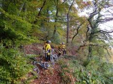 Sortie des feuilles mortes